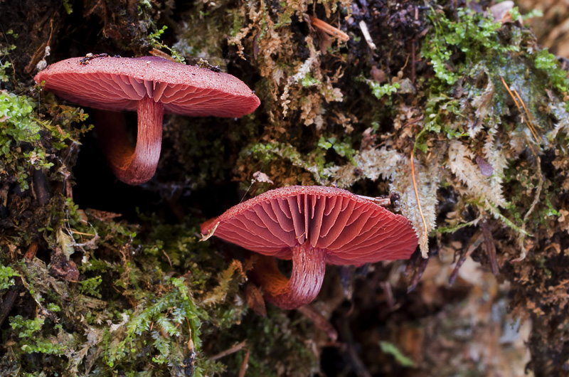 Cortinarius vitiosus